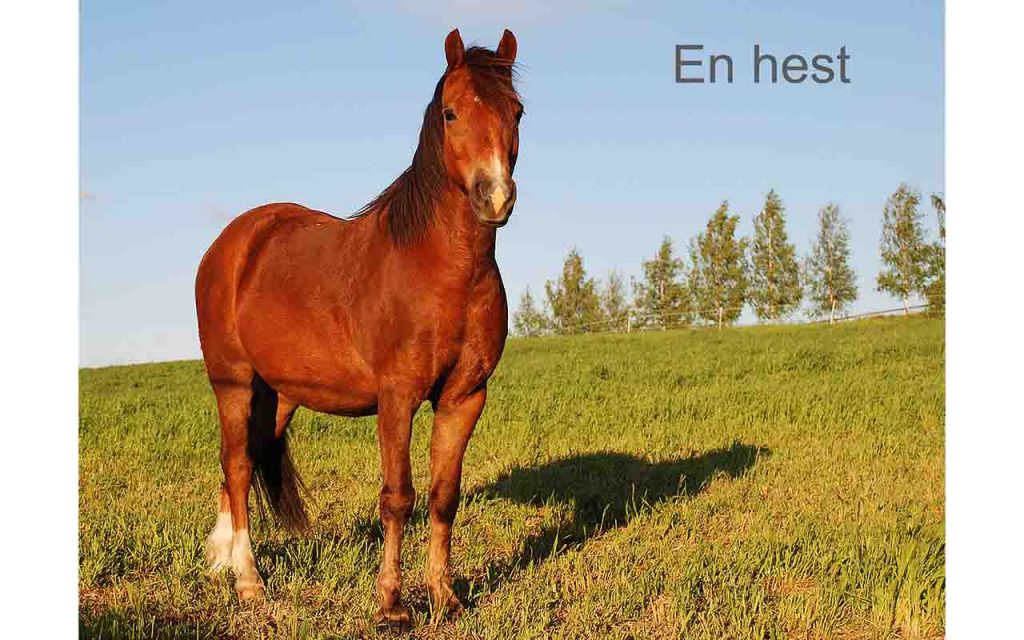 03 - En Hest