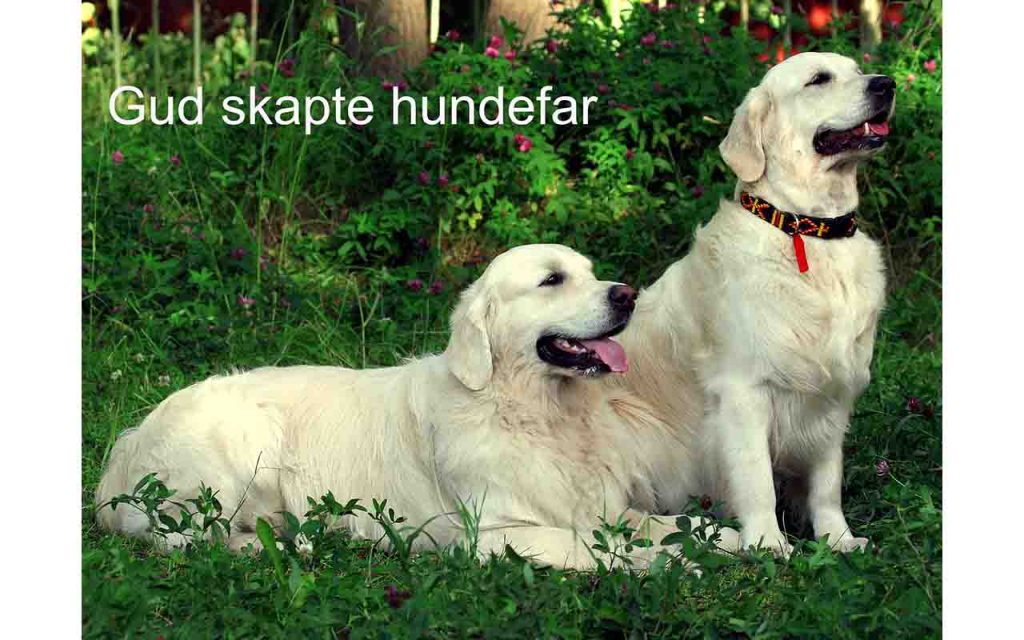 Hundefar og hundemor i gresset. Foto.