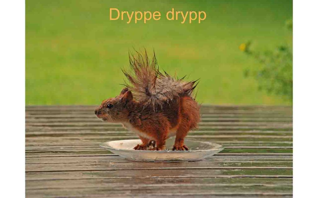Et vått ekorn i regnet på en matasjett. Foto.