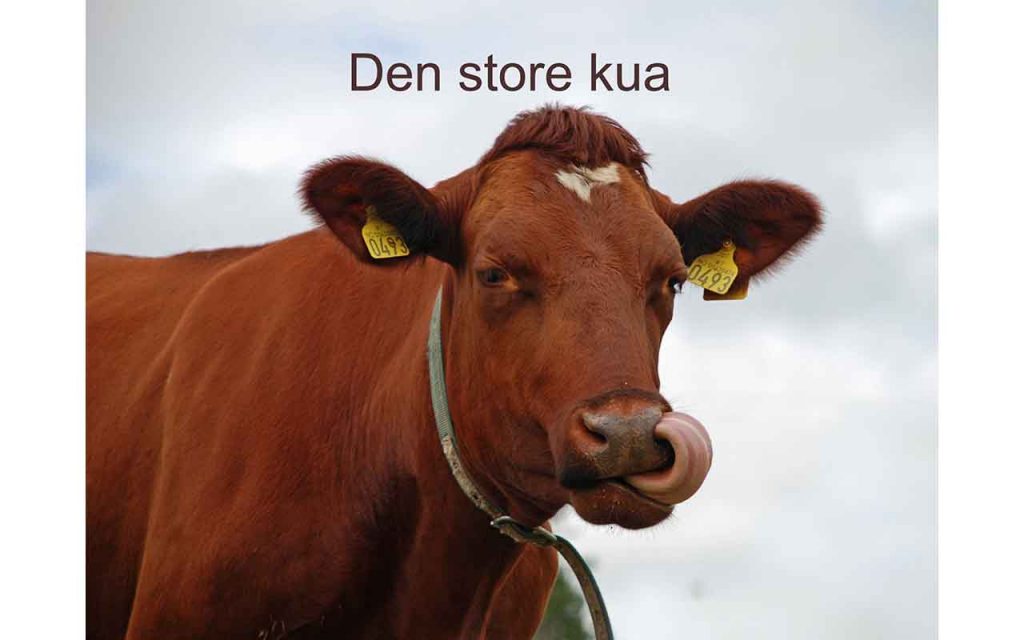 Ei ku som slikker seg i neseboret. Foto.