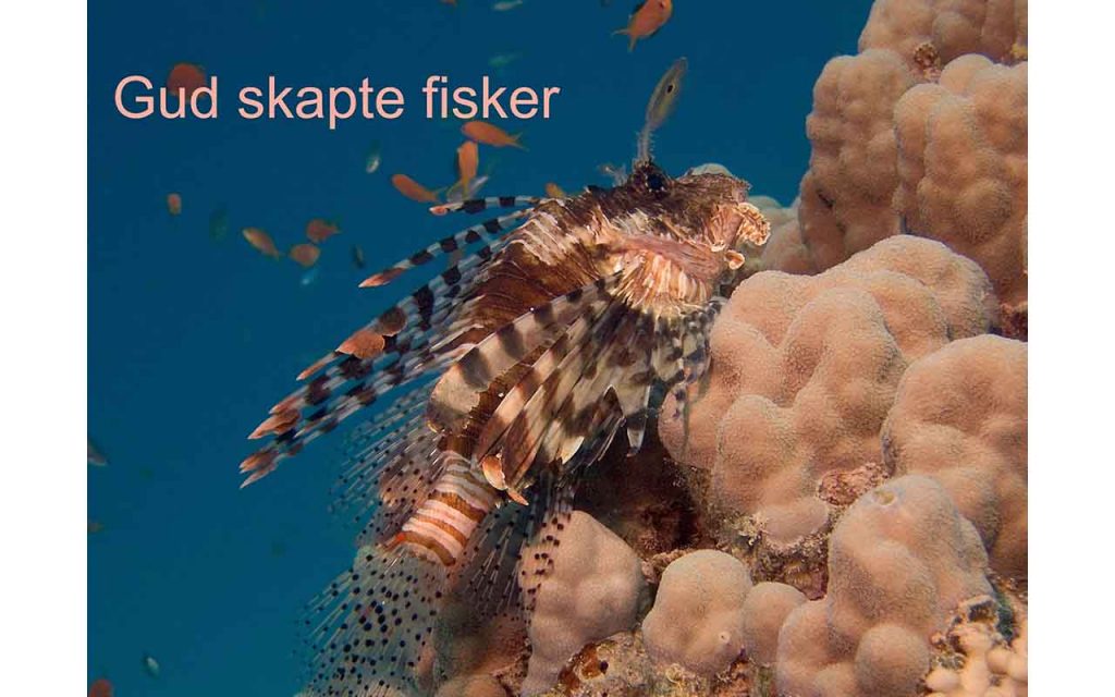 En rar fisk med brunmønstrete kropp og lange finner. Foto.