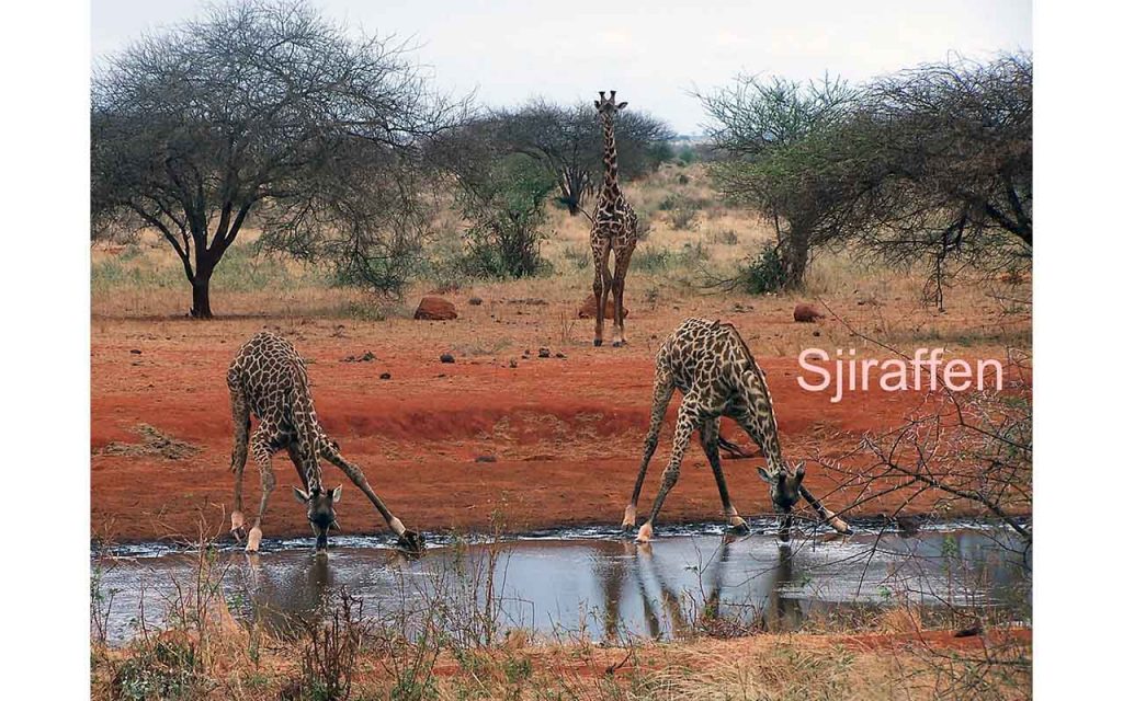 To skrevende sjiraffer står ved ei elv og drikker. Foto.
