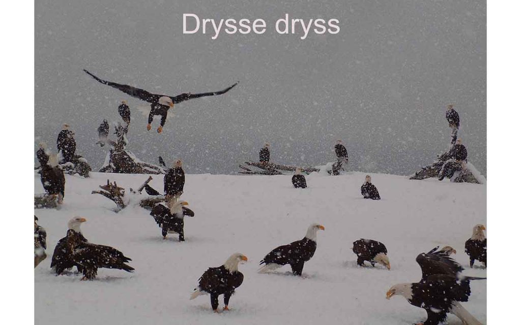 En svær flokk med hvithodehavørner i snøen. Foto.