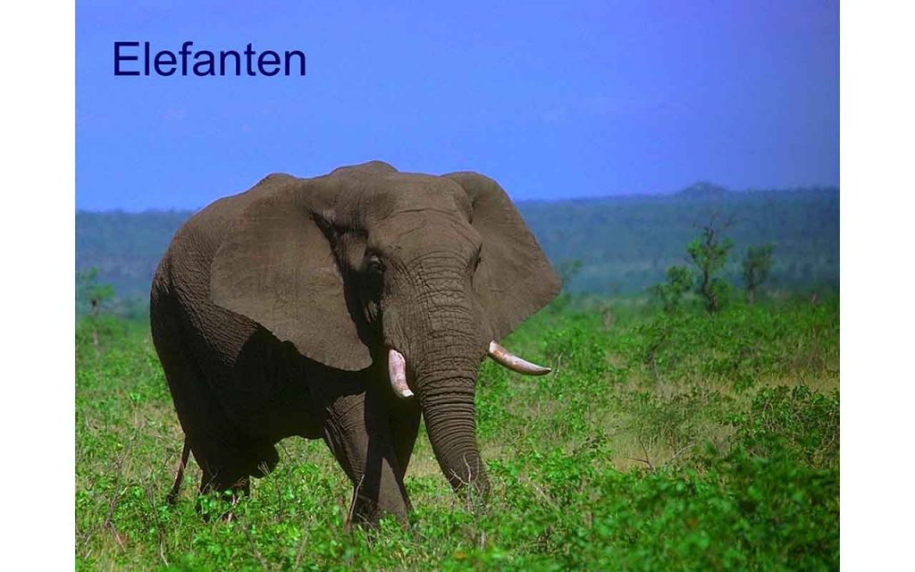 En stor elefant går over ei slette med høyt gress.