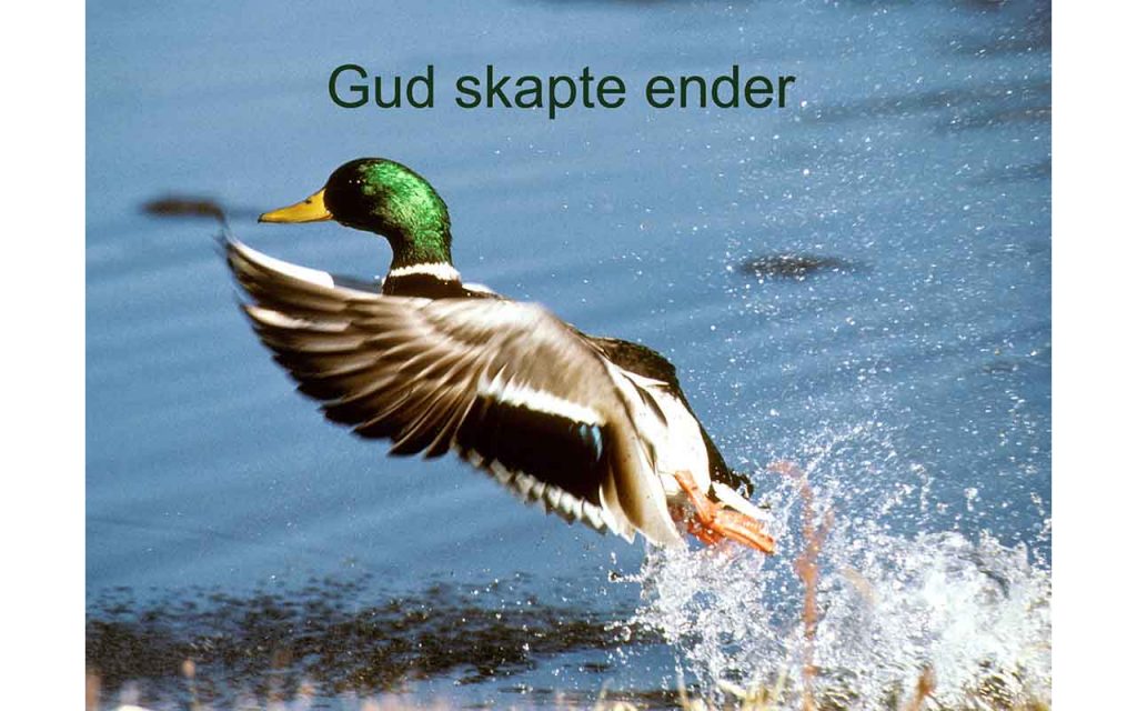 En stokkandhann letter opp fra vannet så vannet spruter. Foto.