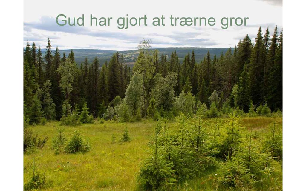Ei gress-slette med små grantrær, og store grantrær i bakgrunnen.