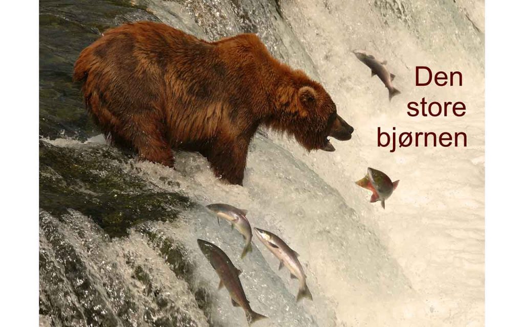 En stor grizzlybjørn står i en foss med åpen munn, og en laks ser ut til å hoppe rett mot gapet dens. Foto.