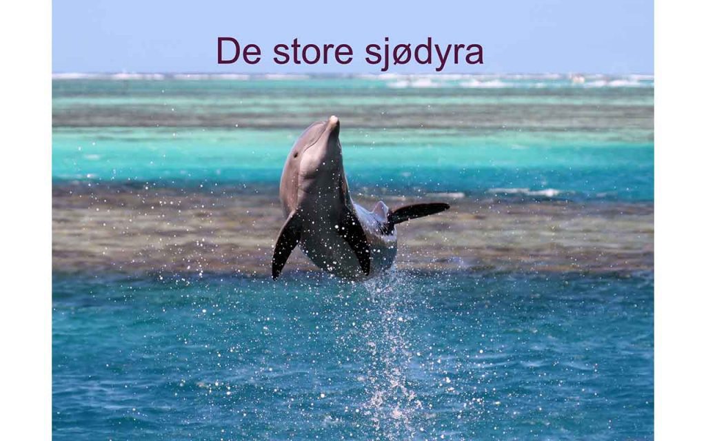 En delfin hopper opp av sjøen. Foto.
