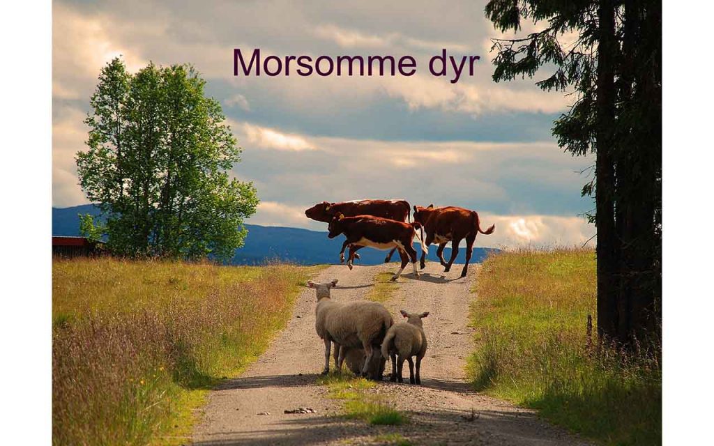 En sau med to lam står og ser på tre kalver som hopper og spretter over veien. Foto.