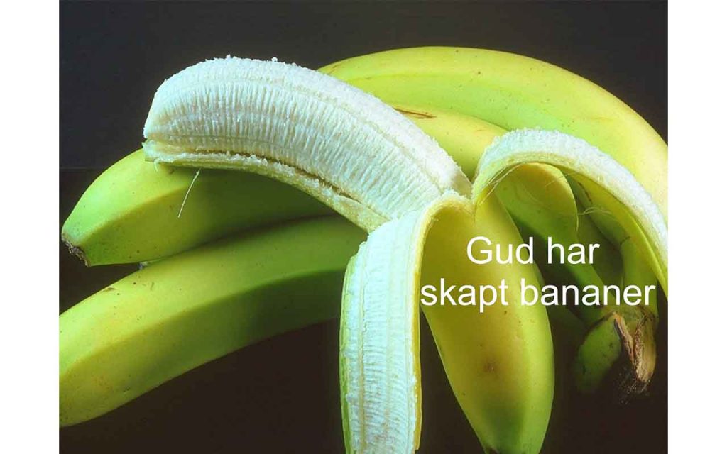 Noen bananer. En er delvis skrelt. Foto.