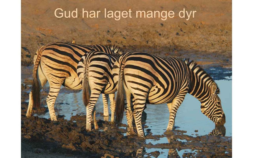 Noen sebraer står i gjørma og drikker vann. Foto.
