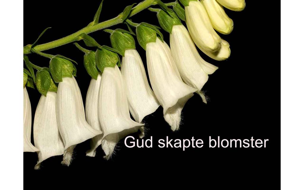 Nærbilde av hvite, klokkeformede blomster som henger tett i tett bortover stilken. Foto.
