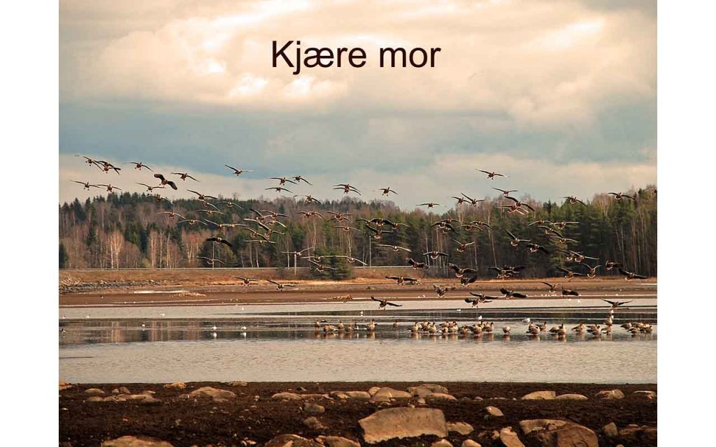 En flokk kortnebbgjess lander i Åkersvika. Foto.