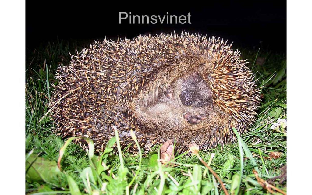 Et pinnsvin ligger på sida med piggene ute. Snuten sikker fram, men det er nesten bare piggene som synes. Foto.